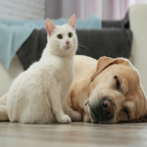 5 of 5:Photo of pets.