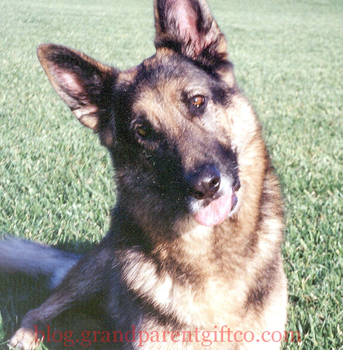 Kip - Teri Harrison's German Shepherd