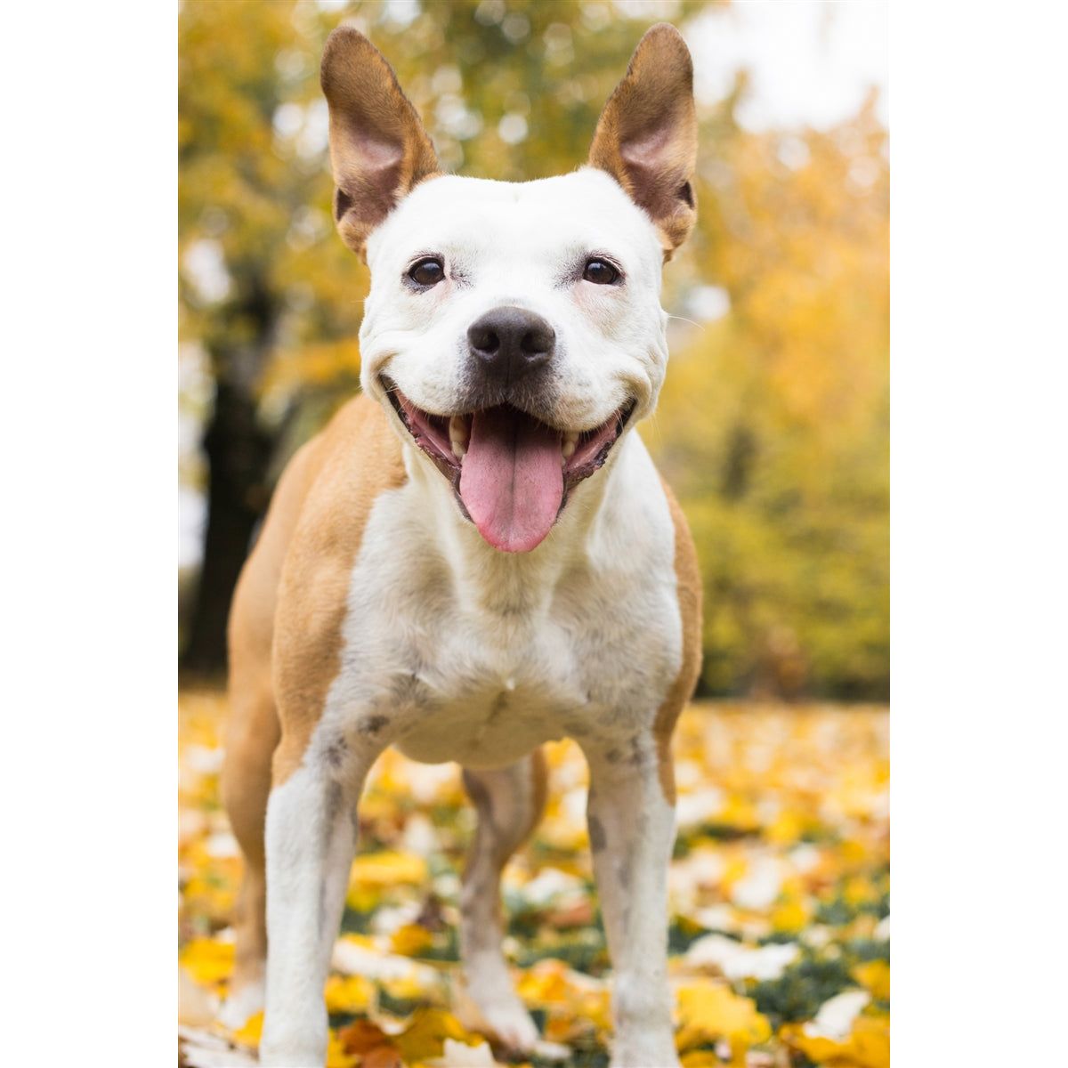 Photo of a happy dog